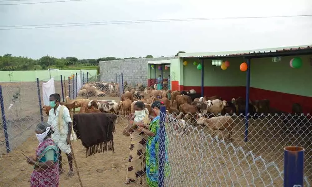 Now, hostels for sheep in siddipet