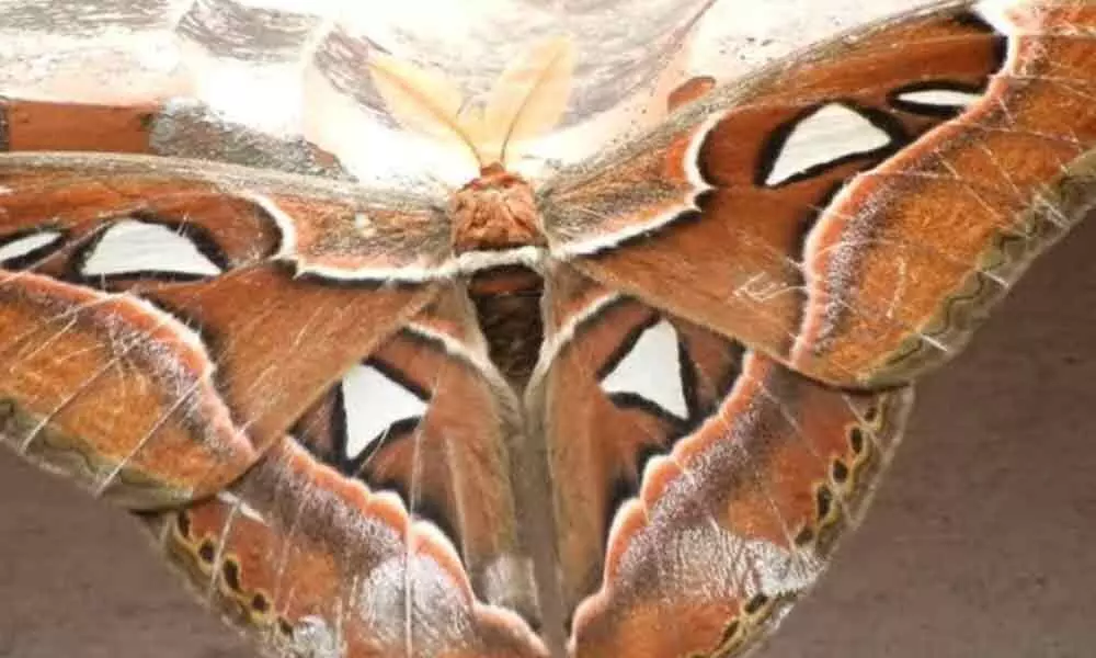 Atlas Butterfly