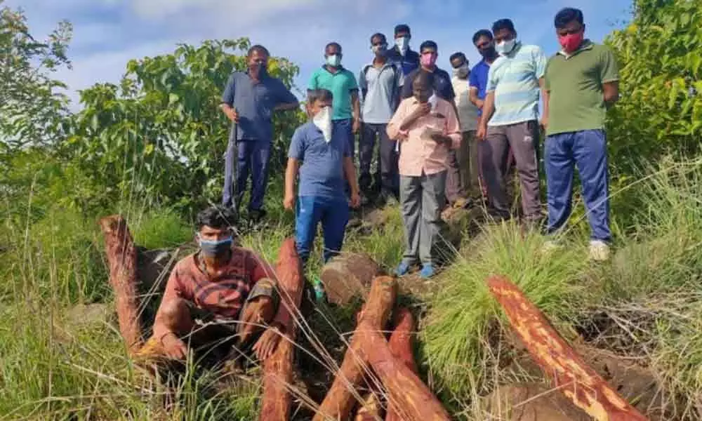 Police seizes 20 red sander logs and arrested one smuggler