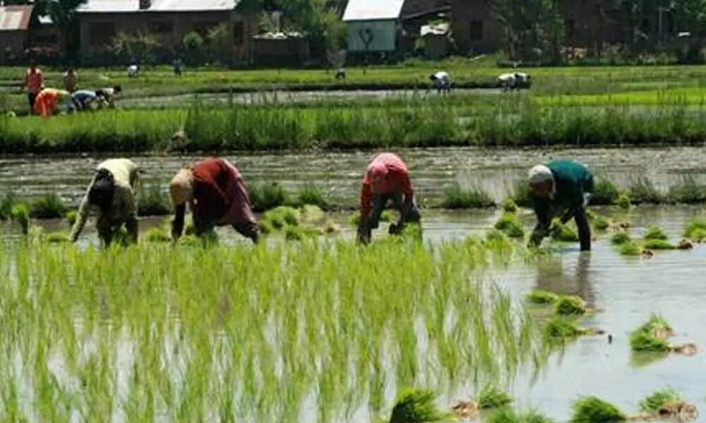 Record area of 1095 lakh hectare covered under current Kharif crops season: Government