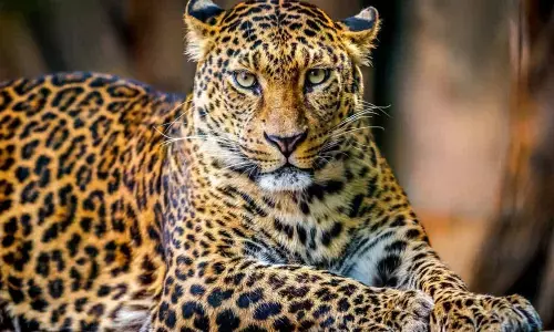 Leopard creating panic in Karnataka trapped