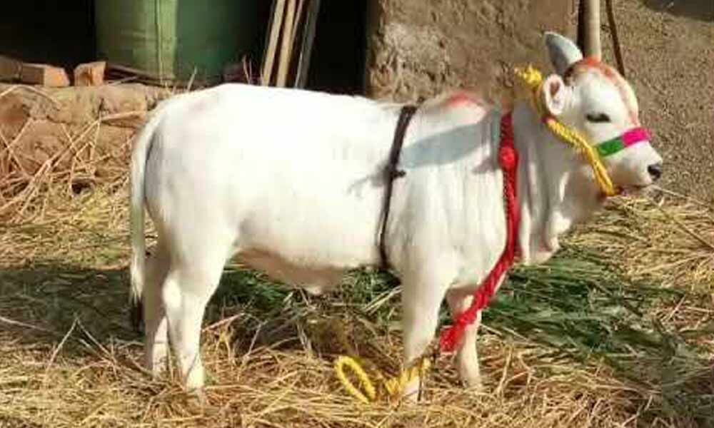 "Mission Punganur" a major breakthrough in indigenous cattle conservation