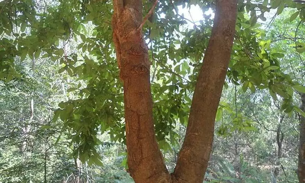 A fully grown Ankudu tree