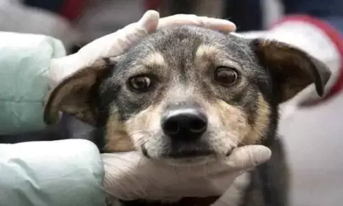 Staff recruitment for dog care: IIT Delhi cancels advertisement after controversy