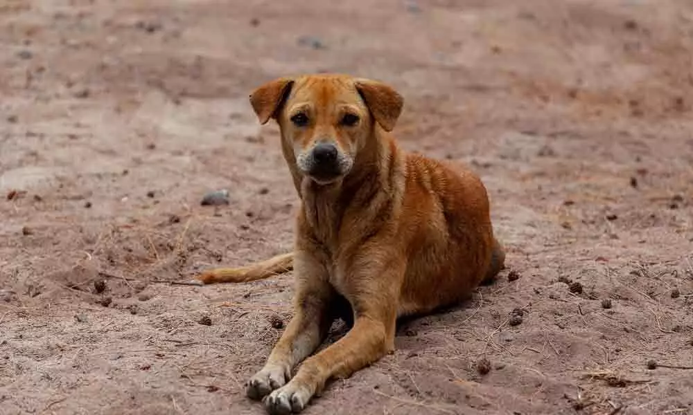 Stray dog killed for injuring five people in Hyderabad