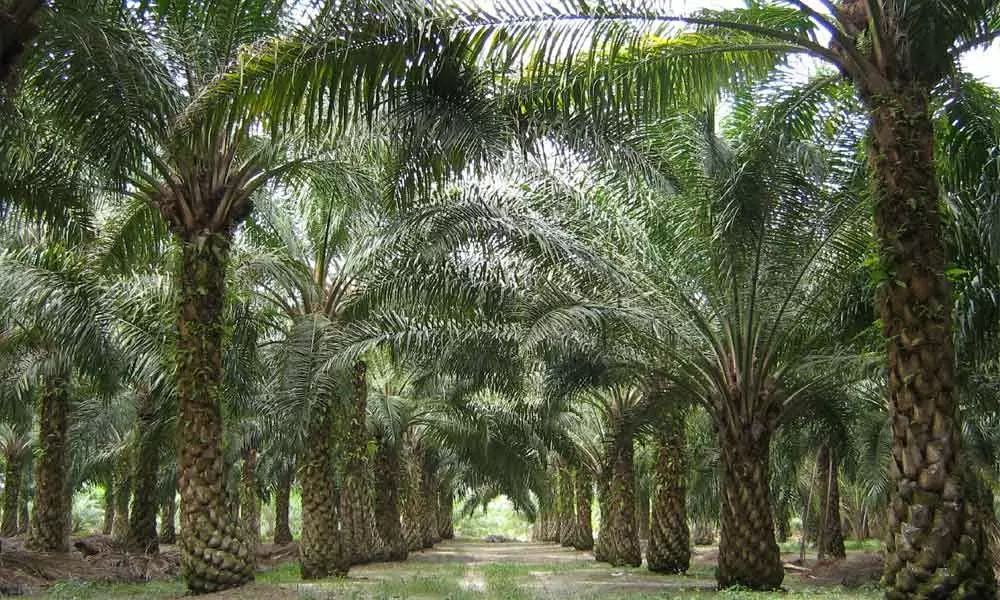 Palm oil cultivation in Bhadradri-Kothagduem district