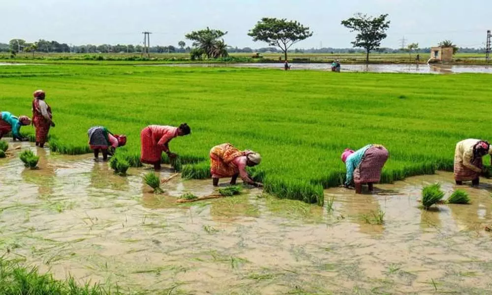 Procure paddy from farmers: CIFA