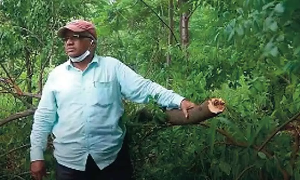 Smugglers decamp with 150 sandalwood trees