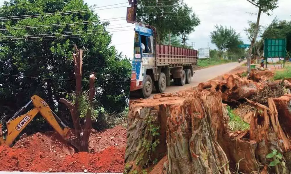 Government uses lockdown to fell hundreds of trees