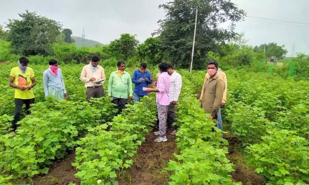 Agriculture scientists inspecting fields in Buggaram mandal on Friday