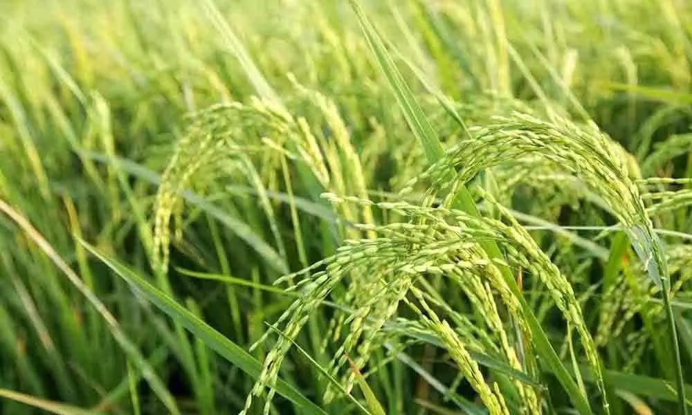 Paddy farmers badly hit due to scanty rainfall in Srikakulam district