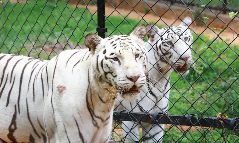 Pandemic dries up SV Zoological park’s cash reserves