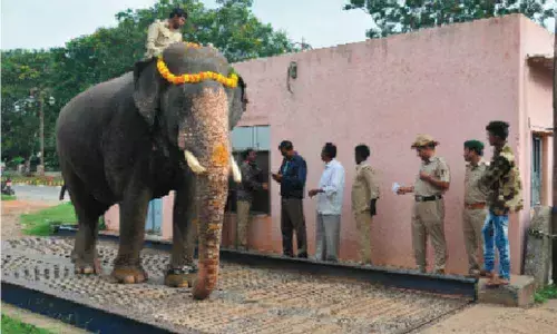 As the city gears up the world-famous Dasara celebrations, one man is excited as he had always been for the last seven years.