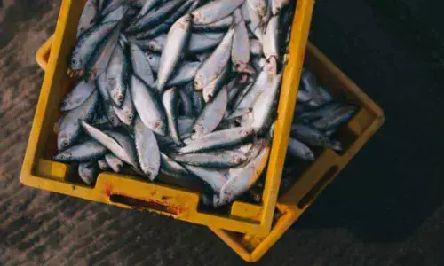 Bachelor of Fisheries Science