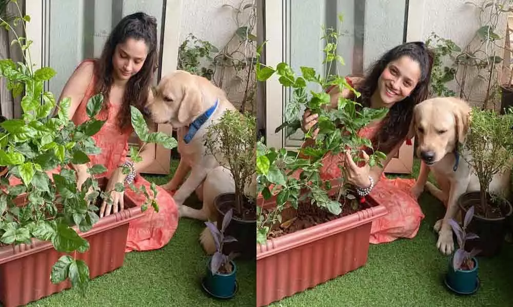 Plants For SSR: Ankita Lokhande Fulfiled Sushants Dream By Planting A Sapling