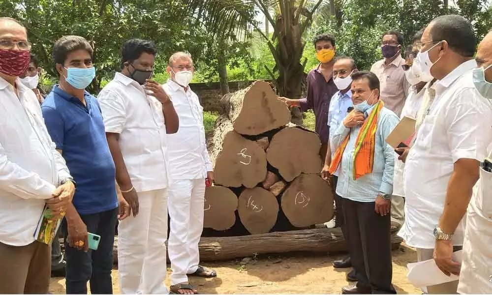 BC Welfare Minister Chelluboina Venugopalakrishna along with Kothapet MLA Chirla Jaggi Reddy selecting teak wood at Ravulapalem