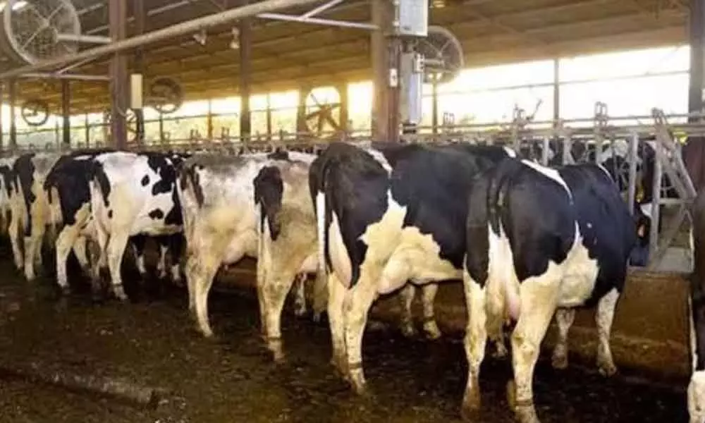 Milk industry gets shot in the arm; mega dairy to come up in city