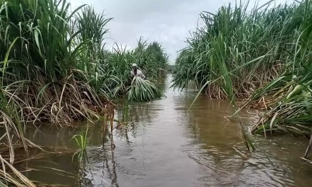 Damaged sugarcane crop in Hunsa village of Bodhan mandal