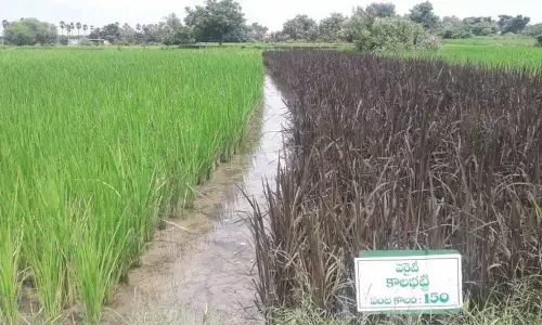 Natural farming cure for all ills