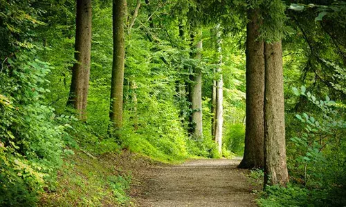 Jungle Raj in childrens nature education camps