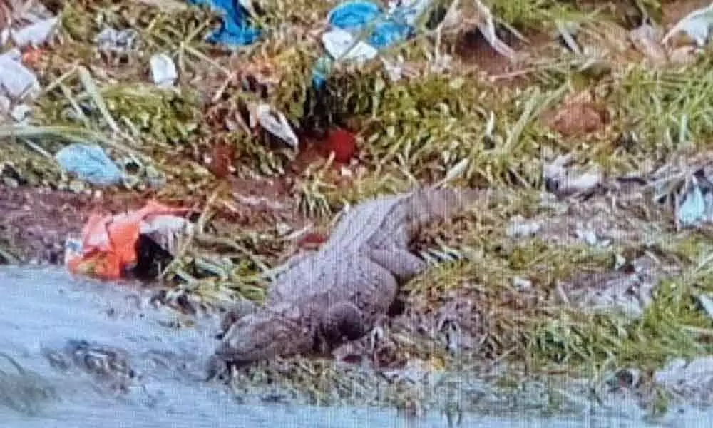 Crocodile in Musi river