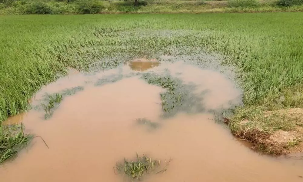 Submerged paddy fields in Hipparga of Kamareddy district