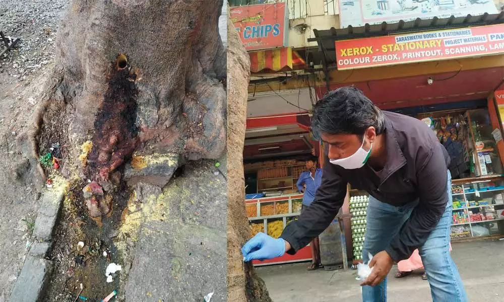 Green murder: Now, trees being burnt by pouring acid on them