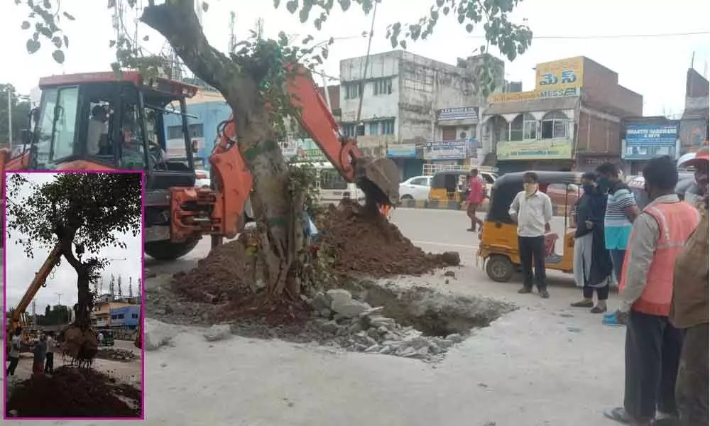 Decades-old tree gets fresh lease of life in new ambience
