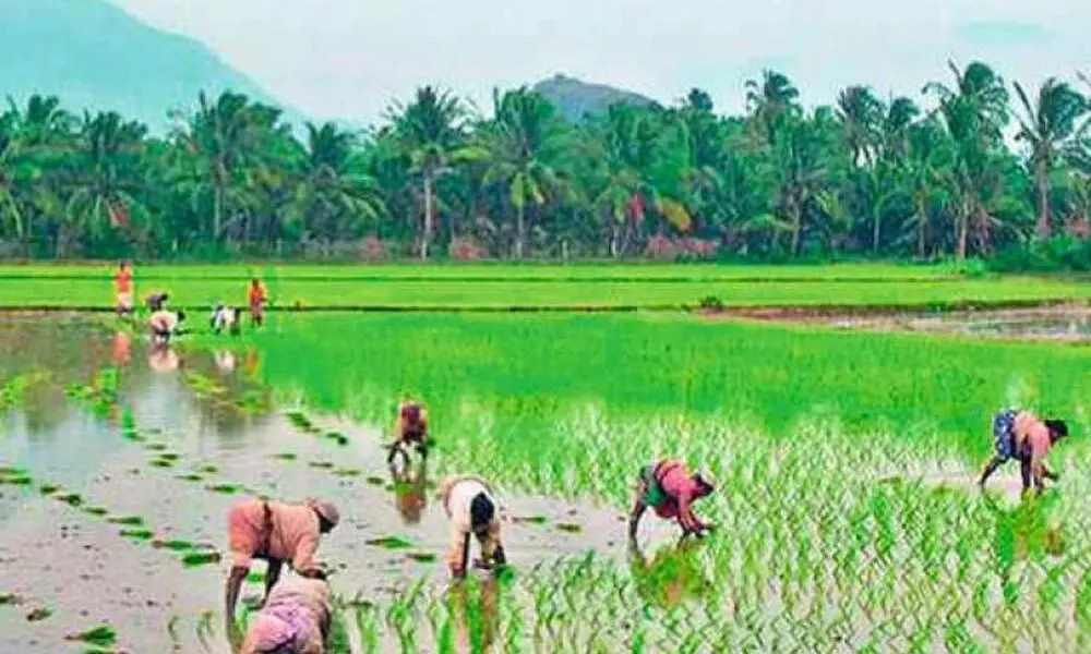 Centre hikes paddy target in Nellore district