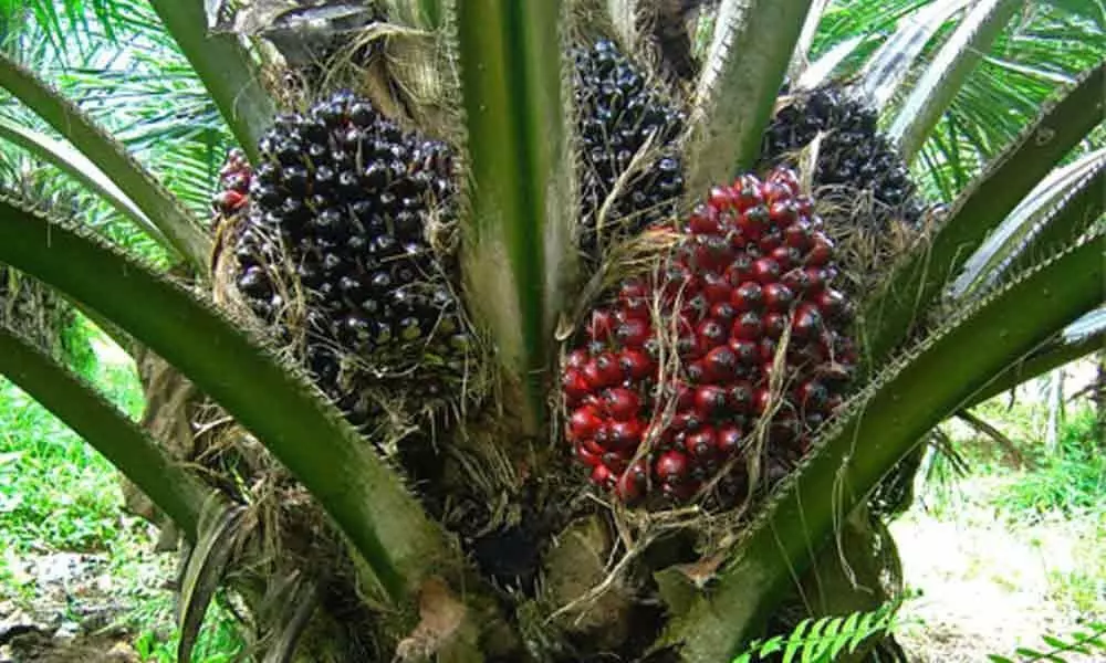 Massive potential for oil palm crop in Telangana