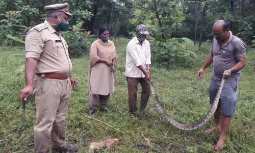 Forest department officials leaving a python caught by fishermen in Siddapuram pond into Nallamala forest on Sunday.
