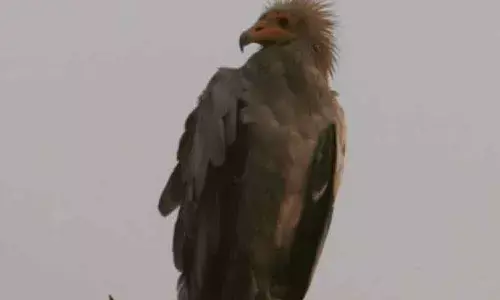 Vulture
