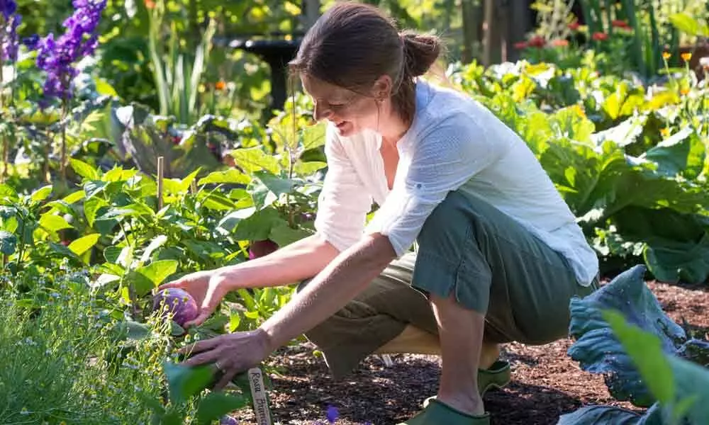 5 Reasons to Take Up Gardening in 2020