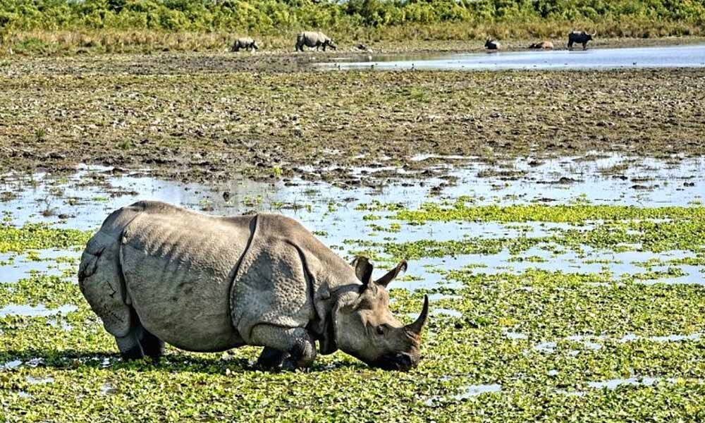 Rhino poaching in Assam has reduced by 86%: Minister (World Rhino Day  Special)