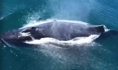 Rescuers race to save 270 stranded whales in Australia