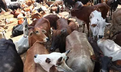 CBI books BSF officer, 3 others over cattle-smuggling at Indo-Bangla border