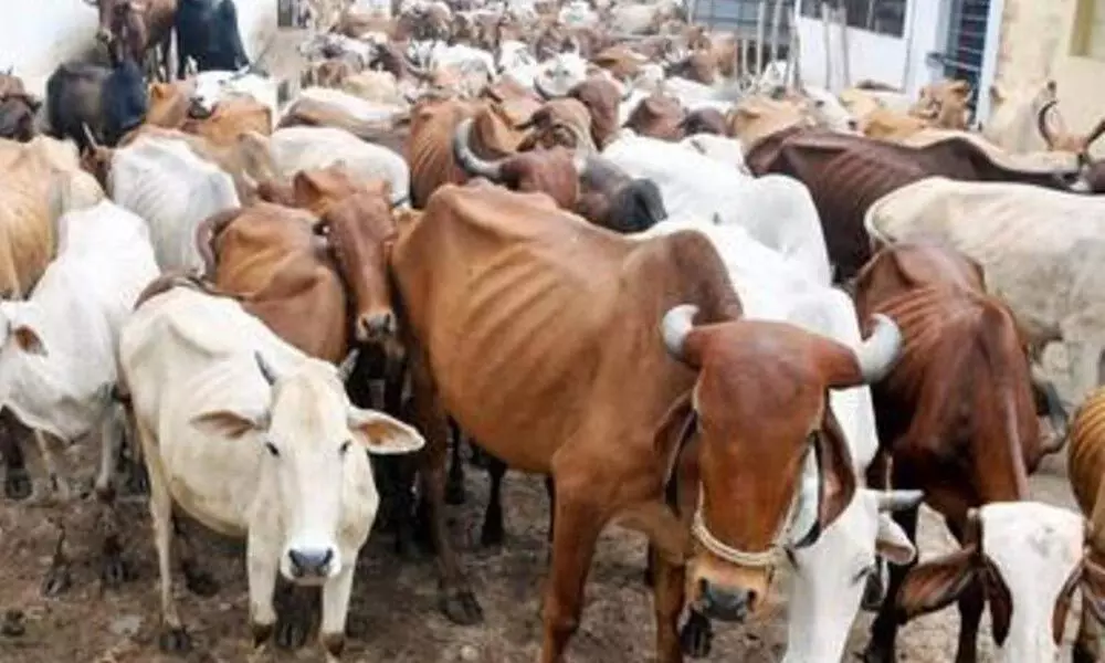 TTD to donate cows to temples