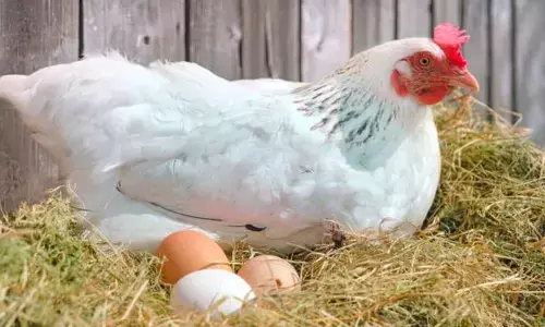 Chicken price skyrockets as demand-supply widens in Visakhapatnam.