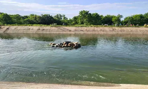 DCM vehicle falls into Sagar canal