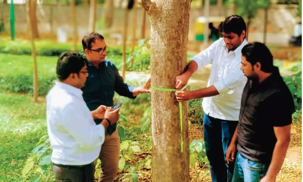 Tree census resumes, over 20,000 trees identified in city