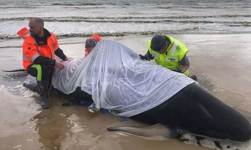 Australia begins disposing hundreds of dead whales