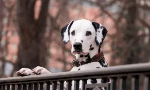 Having pets linked to better mental health during lockdown