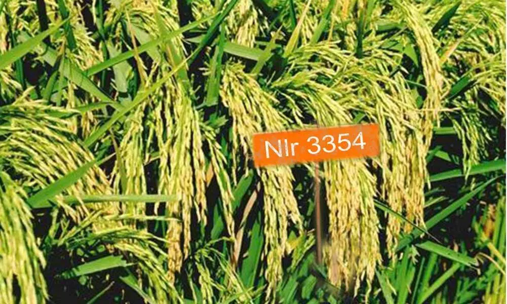 NLR-3354 paddy crop harvested in Nellore