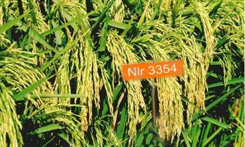 NLR-3354 paddy crop harvested in Nellore