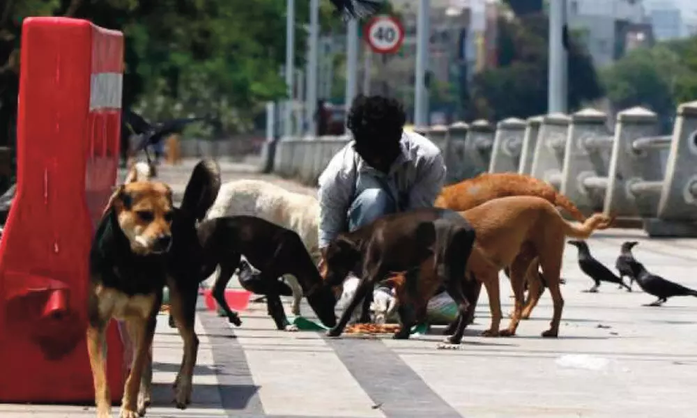 Feeding souls: Belagavi couple feeds protein-rich meals to strays