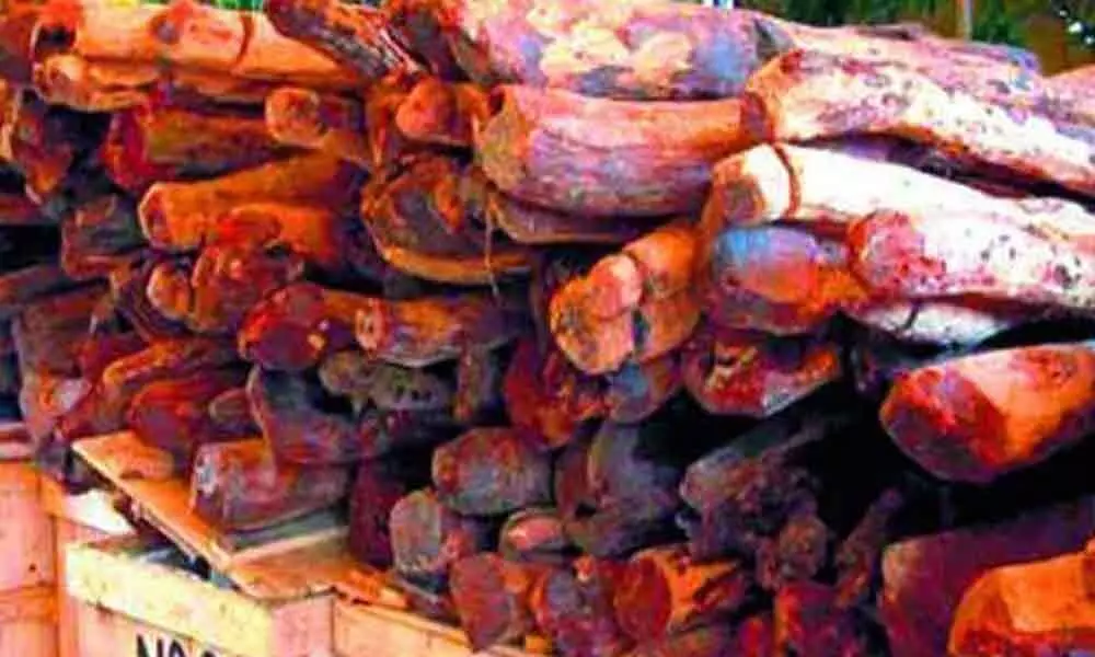 8 held for smuggling Red Sanders of worth Rs. 3.5 crore in Kadapa