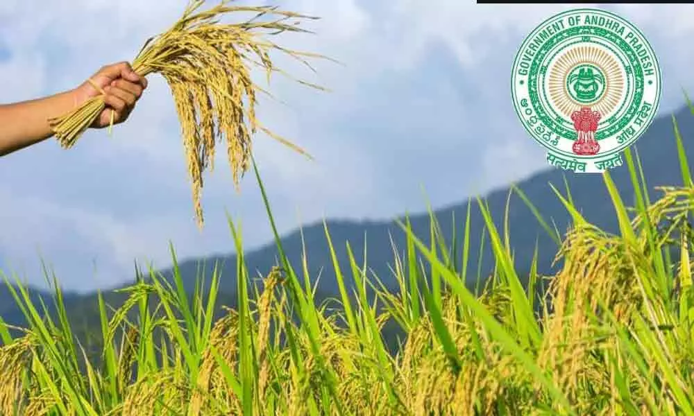 Andhra govt. to announce MSP to farmers for all crops on October 1