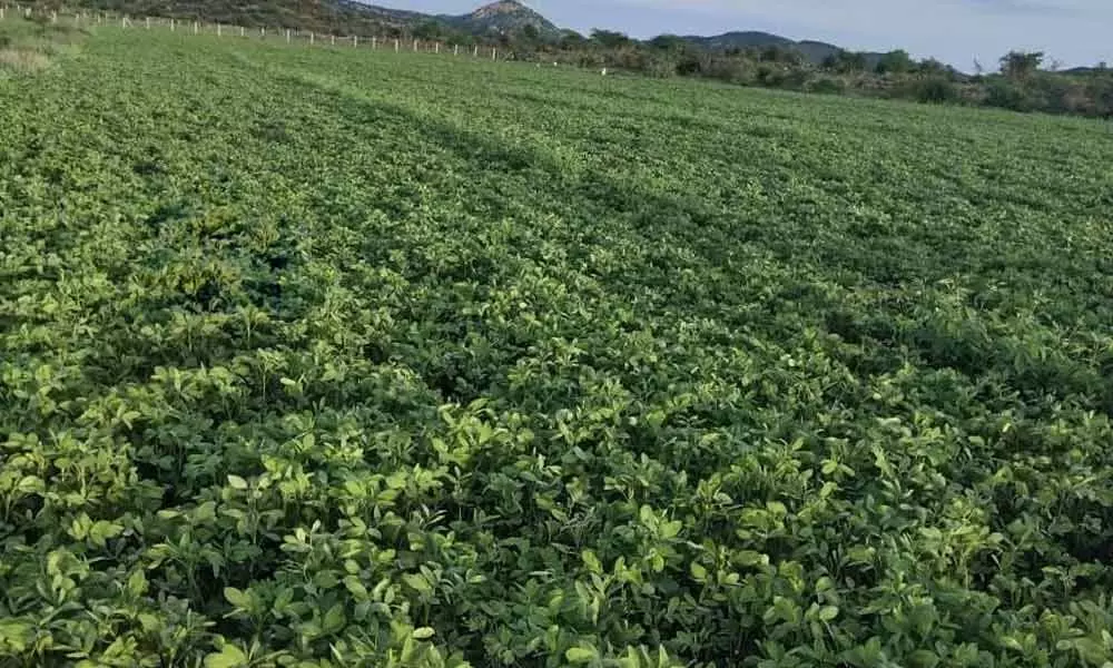 Incessant rains cause enormous losses to groundnut farmers