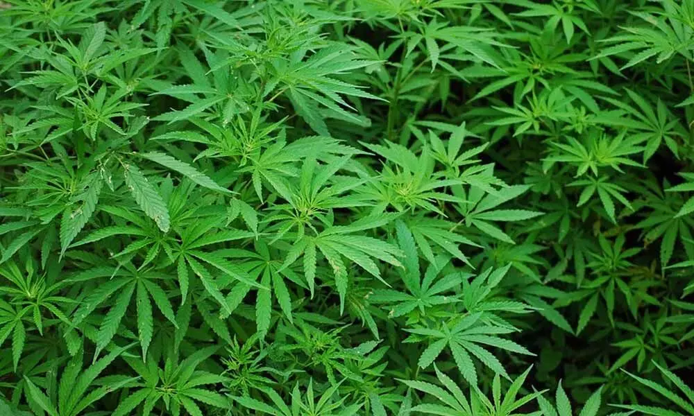 Police seize 6,000 marijuana plants in Kalaburagi district