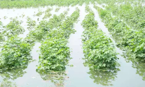 Flood water inundated cotton gardens in Amaravati mandal of Guntur district
